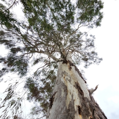 Eucalyptus mannifera subsp. mannifera (Brittle Gum) at Red Hill, ACT - 5 Jun 2024 by Steve818