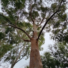 Angophora costata (Rusty Gum, Smooth-barked Apple) at Red Hill, ACT - 5 Jun 2024 by Steve818
