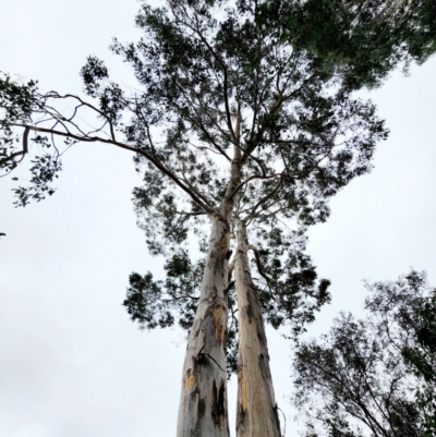 Eucalyptus polyanthemos subsp. polyanthemos (Red Box) at Red Hill, ACT - 5 Jun 2024 by Steve818