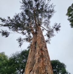 Eucalyptus globulus subsp. maidenii (Maiden's Gum, Blue Gum) at Red Hill, ACT - 5 Jun 2024 by Steve818