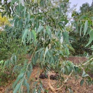 Corymbia eximia (Yellow Bloodwood) at Red Hill, ACT by Steve818
