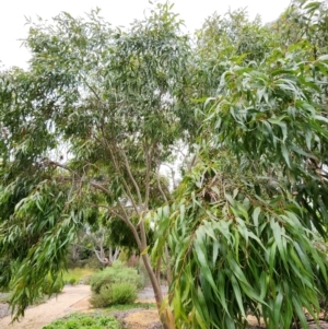 Corymbia citriodora (Lemon-scented gum) at Red Hill, ACT by Steve818