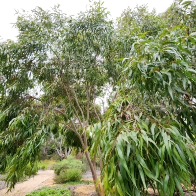 Corymbia citriodora (Lemon-scented gum) at Red Hill, ACT - 5 Jun 2024 by Steve818