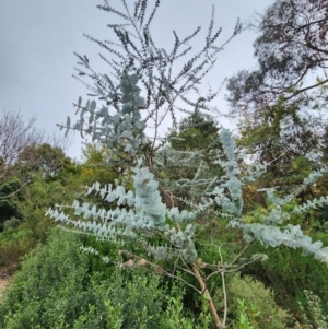 Eucalyptus pulverulenta at Red Hill, ACT - 5 Jun 2024