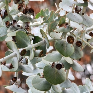 Eucalyptus pulverulenta at Red Hill, ACT - 5 Jun 2024