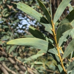 Acacia pruinocarpa (Western Gidgee) at Olive Pink Botanic Gardens - 12 May 2024 by Darcy