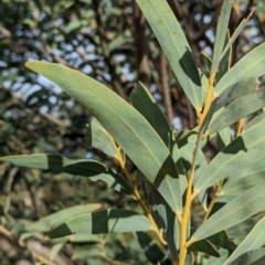 Acacia pruinocarpa at Alice Springs, NT - 12 May 2024