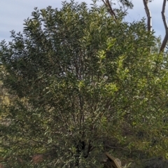 Acacia pruinocarpa at Alice Springs, NT - 12 May 2024 04:04 PM