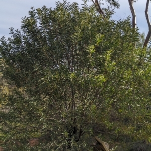 Acacia pruinocarpa at Alice Springs, NT - 12 May 2024