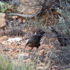 Pomatostomus temporalis rubeculus (Grey-crowned Babbler) at Alice Springs, NT - 12 May 2024 by Darcy