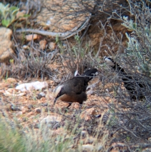 Pomoatostomus temporalis rubeculus at Alice Springs, NT - 12 May 2024