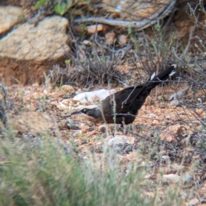 Pomoatostomus temporalis rubeculus at Alice Springs, NT - 12 May 2024