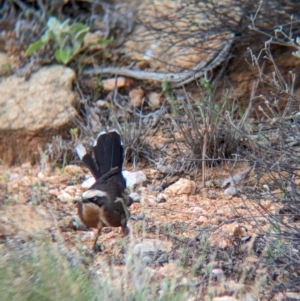 Pomoatostomus temporalis rubeculus at Alice Springs, NT - 12 May 2024