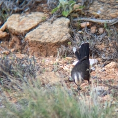 Pomoatostomus temporalis rubeculus at Alice Springs, NT - 12 May 2024