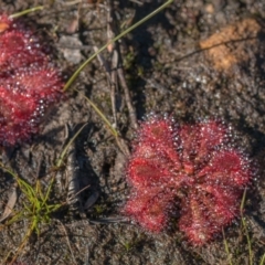 Drosera spatulata (Common Sundew) at Wingecarribee Local Government Area - 27 May 2024 by Cmperman