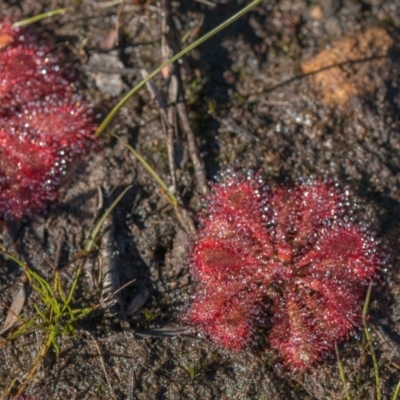 Drosera spatulata at Wingecarribee Local Government Area - 27 May 2024 by Cmperman
