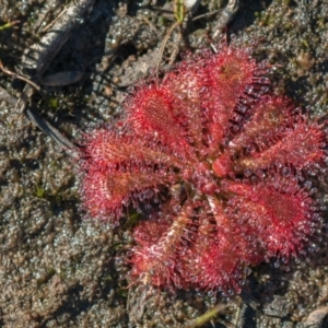 Drosera spatulata at Bundanoon - 27 May 2024 11:11 AM