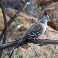 Ocyphaps lophotes (Crested Pigeon) at Olive Pink Botanic Gardens - 12 May 2024 by Darcy