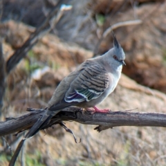 Ocyphaps lophotes at Alice Springs, NT - 12 May 2024