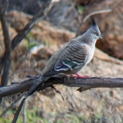 Ocyphaps lophotes at Alice Springs, NT - 12 May 2024