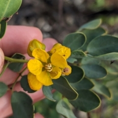 Senna artemisioides (Silver Senna, Silver Cassia) at Olive Pink Botanic Gardens - 12 May 2024 by Darcy