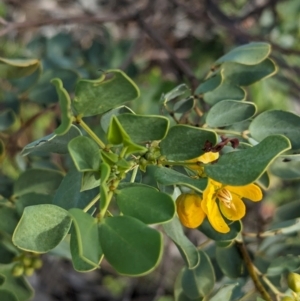 Senna artemisioides at Alice Springs, NT - 12 May 2024