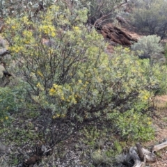 Senna artemisioides at Alice Springs, NT - 12 May 2024