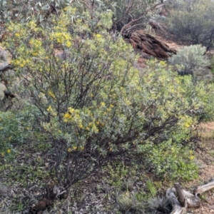 Senna artemisioides at Alice Springs, NT - 12 May 2024 04:17 PM