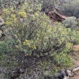 Senna artemisioides at Alice Springs, NT - 12 May 2024