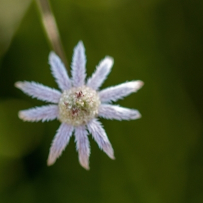 Actinotus minor (Lesser Flannel Flower) at Bundanoon, NSW - 27 May 2024 by Cmperman