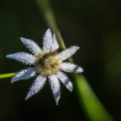 Actinotus minor at Bundanoon - 27 May 2024