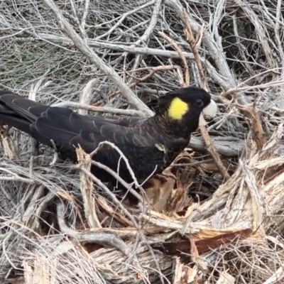 Zanda funerea (Yellow-tailed Black-Cockatoo) at Tathra, NSW - 4 Jun 2024 by MattYoung