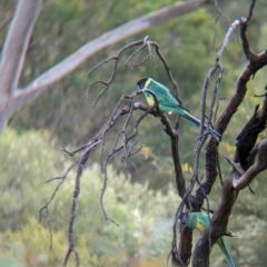 Barnardius zonarius (Australian Ringneck) at Olive Pink Botanic Gardens - 12 May 2024 by Darcy