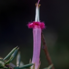 Styphelia tubiflora at Morton National Park - 27 May 2024 by Cmperman
