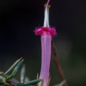 Styphelia tubiflora at Wingecarribee Local Government Area - 27 May 2024 11:58 AM