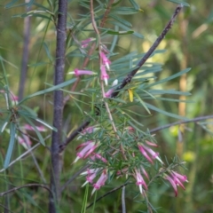 Styphelia tubiflora at Wingecarribee Local Government Area - 27 May 2024