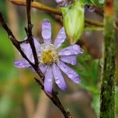 Vittadinia cuneata (Fuzzweed, New Holland Daisy) at Goulburn Mulwaree Council - 5 Jun 2024 by trevorpreston