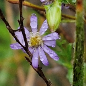 Vittadinia cuneata at Rocky Hill War Memorial Park and Bush Reserve, Goulburn - 5 Jun 2024