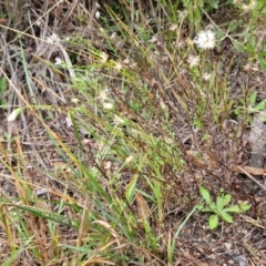 Vittadinia cuneata at Rocky Hill War Memorial Park and Bush Reserve, Goulburn - 5 Jun 2024