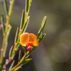 Bossiaea heterophylla (Variable Bossiaea) at Wingecarribee Local Government Area - 27 May 2024 by Cmperman
