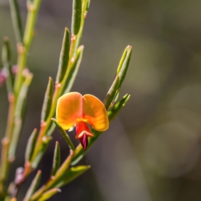 Bossiaea heterophylla (Variable Bossiaea) at Morton National Park - 27 May 2024 by Cmperman