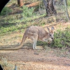 Osphranter robustus erubescens (Euro) at Desert Springs, NT - 12 May 2024 by Darcy