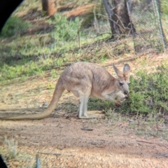 Osphranter robustus erubescens (Euro) at Desert Springs, NT - 12 May 2024 by Darcy