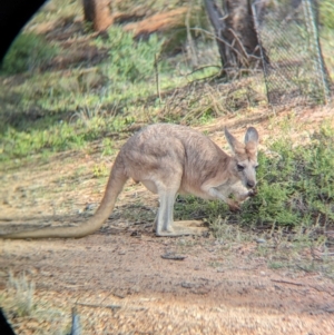 Osphranter robustus erubescens at Desert Springs, NT - 12 May 2024 04:28 PM