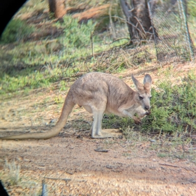 Osphranter robustus erubescens (Euro) at Olive Pink Botanic Gardens - 12 May 2024 by Darcy