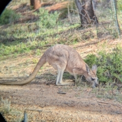 Osphranter robustus erubescens at Desert Springs, NT - 12 May 2024 04:28 PM