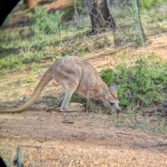 Osphranter robustus erubescens at Desert Springs, NT - 12 May 2024