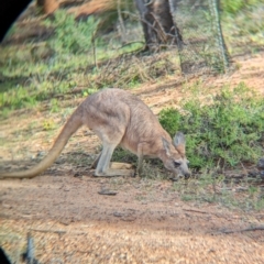 Osphranter robustus erubescens at Desert Springs, NT - 12 May 2024 04:28 PM
