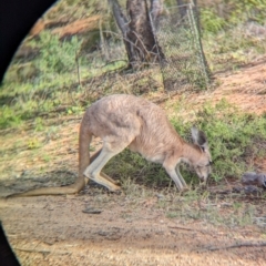 Osphranter robustus erubescens at Desert Springs, NT - 12 May 2024 04:28 PM