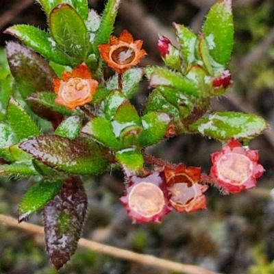 Pomax umbellata (A Pomax) at Goulburn, NSW - 5 Jun 2024 by trevorpreston